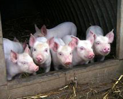 О мероприятиях по ликвидации и недопущению распространения африканской чумы свиней на территории Тверской области